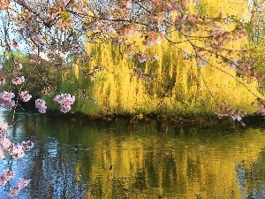 scrub, trees, brook, Park, flourishing