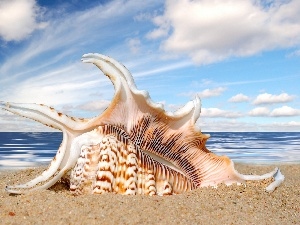 Beaches, sea, shell