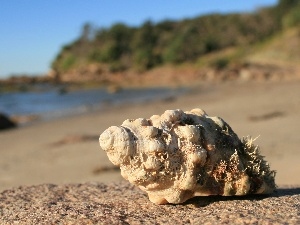 sea, Sky, Beaches, shell