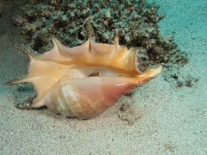 bottom, sea, shell
