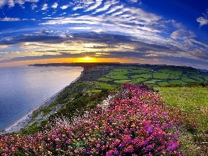 sea, field, west, Flowers, sun