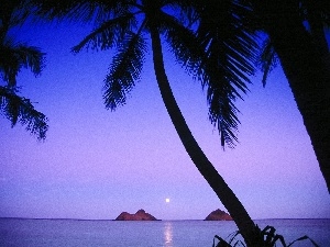 sea, Palm, Great Sunsets