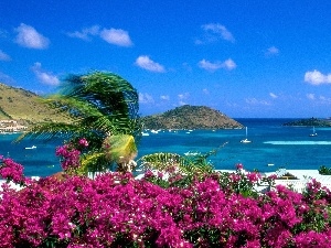 sea, Flowers, Saint Martin, Island