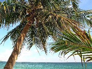 sea, Palm