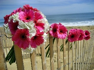 sea, Beaches, Pink, gerberas