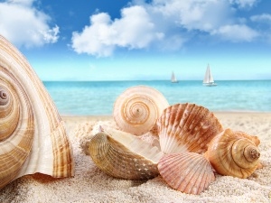 Shells, sea, sails