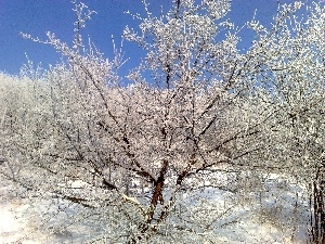 Sea Buckthorn, snow, Bush