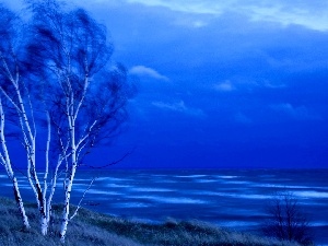 sea, birch, trees, viewes