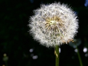 common, Seeds, puffball