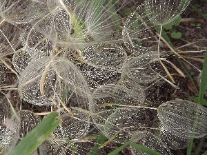 Seeds, dandelion