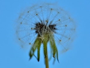 seeds, dandelion