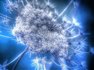 seeds, dandelion