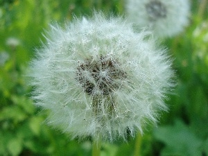 seeds, common, Flower, puffball