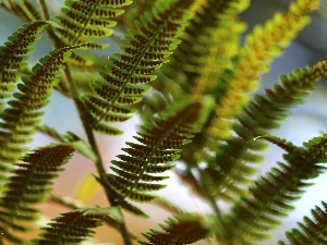 plant, Seeds, Fern