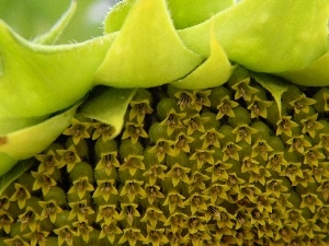 Seeds, Sunflower