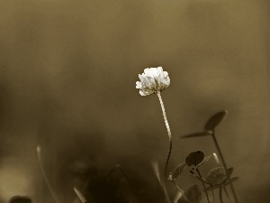 sepia, clover