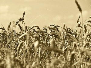 sepia, corn