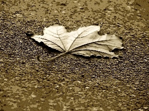 sepia, leaf