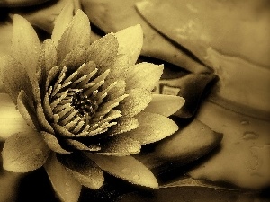 water, sepia, Lily