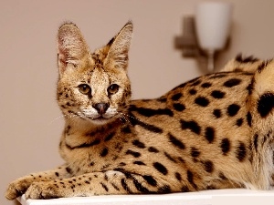 Serval, young