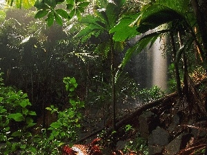 Seychelles, VEGETATION, jungle, Green