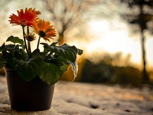 shadow, gerberas, snow, pot