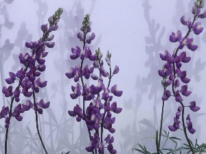 lupine, shadows, Violet