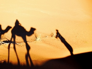 Sand, shadows, Desert