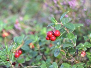 sheathing, forester, Blueberry Red