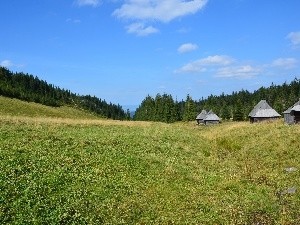 Zakopane, Sheepfarm, Meadow