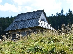 Poland, Zakopane, Sheepfarm, forest