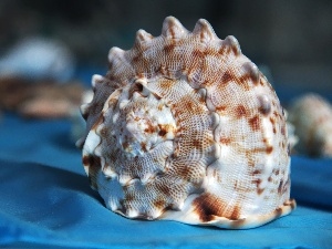 shell