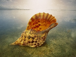 shell