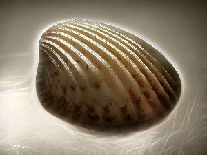 shell