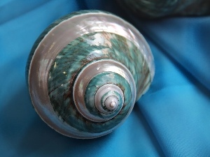 shell