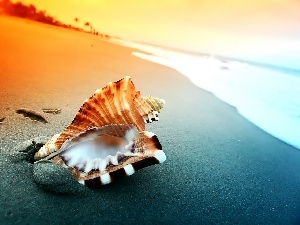 Beaches, shell, sea