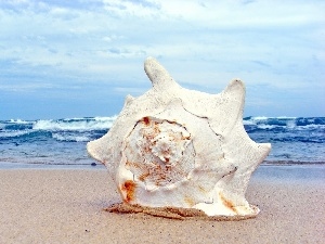 shell, Beaches