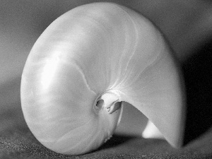 shell, Beauty