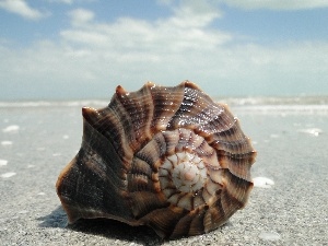 Sand, shell, Beaches