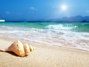 sea, shell, Sky