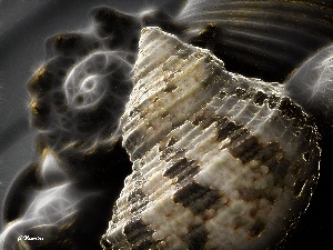 Shells