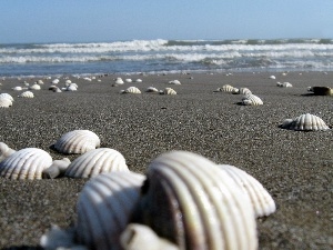 Shells, Beaches