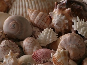 Shells, color