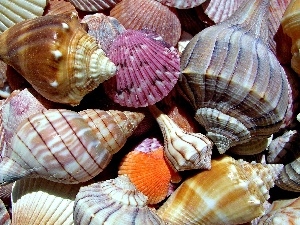 Shells, color