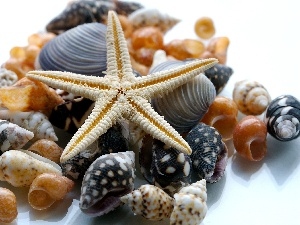 Shells, different