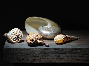 different, Shells, board