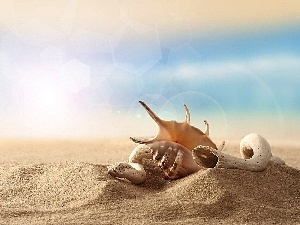 Shells, Sand
