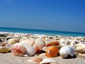 Sand, Shells, sea