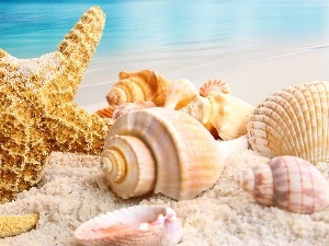 Sand, Shells, sea
