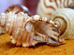 Shells, Sand